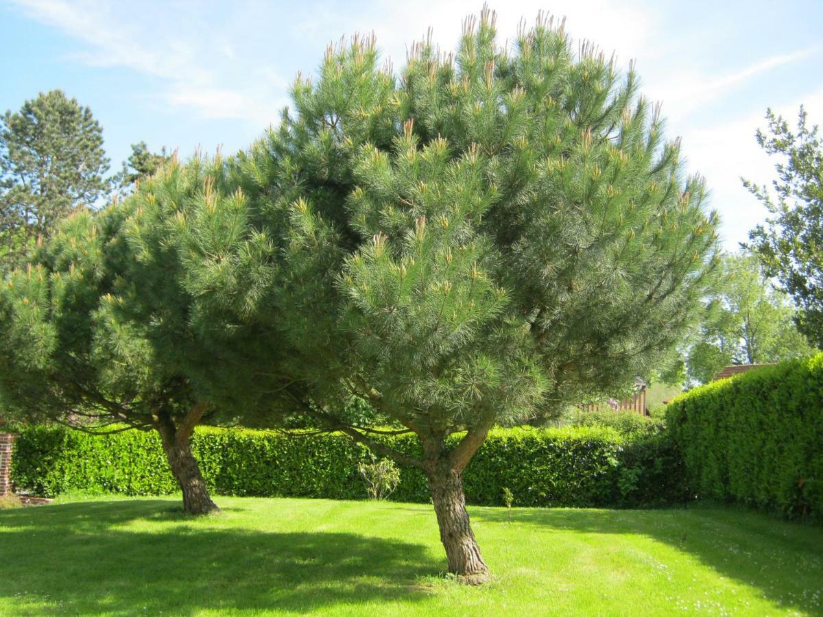 Gîte des Pins Penchés Brunville Esterno foto